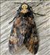 1973 (69.005) Deaths-head Hawk-moth